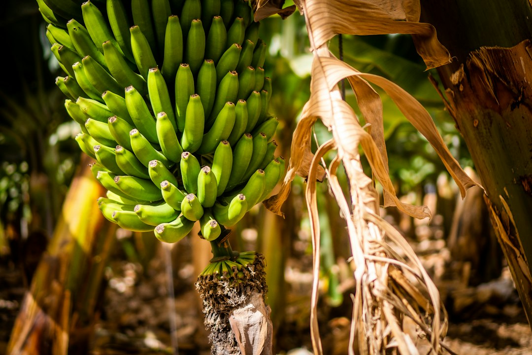 Green bananas growing on the plant, illustrative stock photography