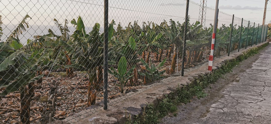 Banana plantation pathway, illustrative stock photography
