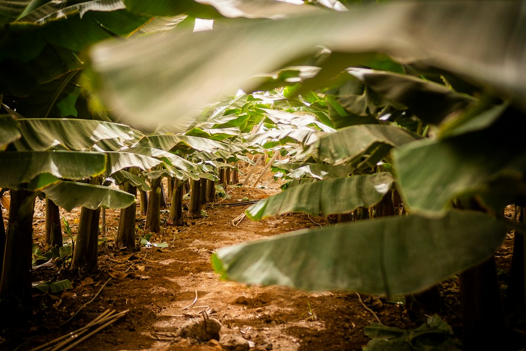 Banana plantation foliage, illustrative stock photography